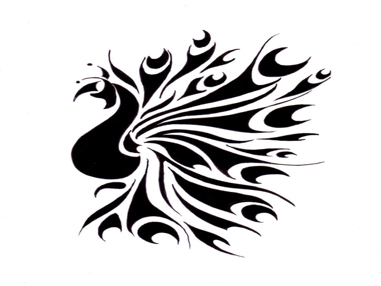 Design for pumpkin, tribal peacock tattoo design beautiful peacock ...