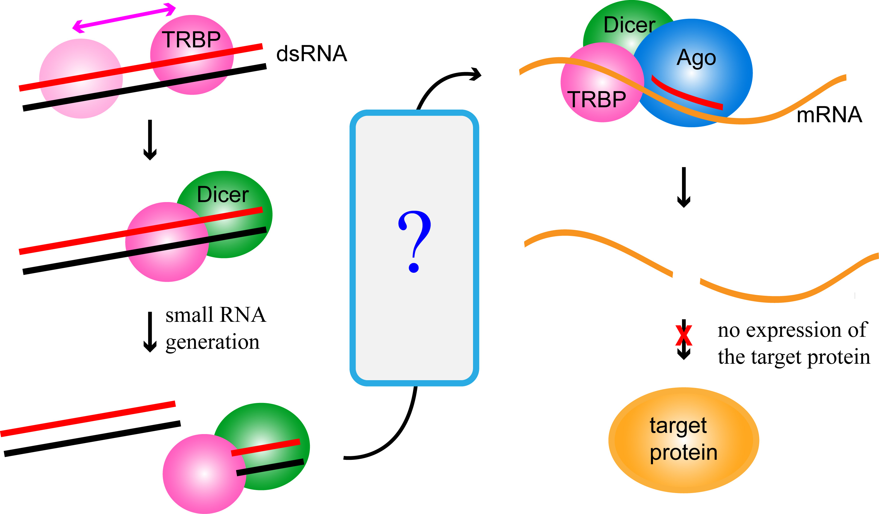 Myong Lab Research