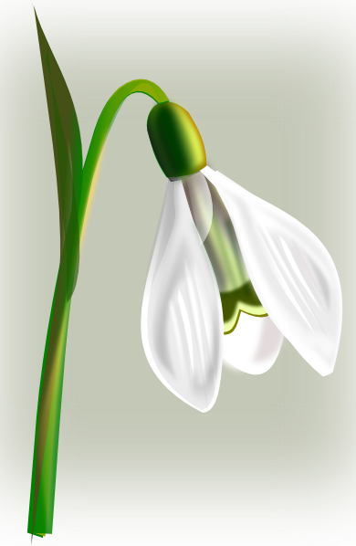 Snow Drop clip art Free Vector / 4Vector