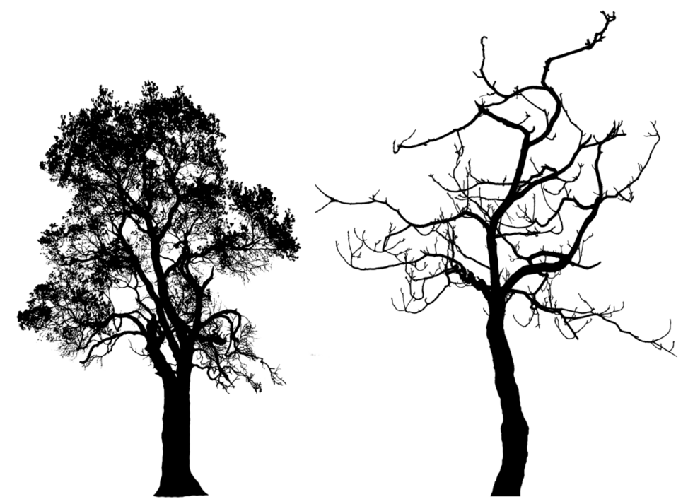 Tree Silhouette Png Clipart - Free to use Clip Art Resource