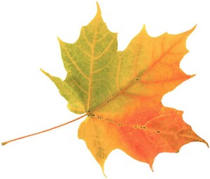 Solo Leaves - Rate Your Music