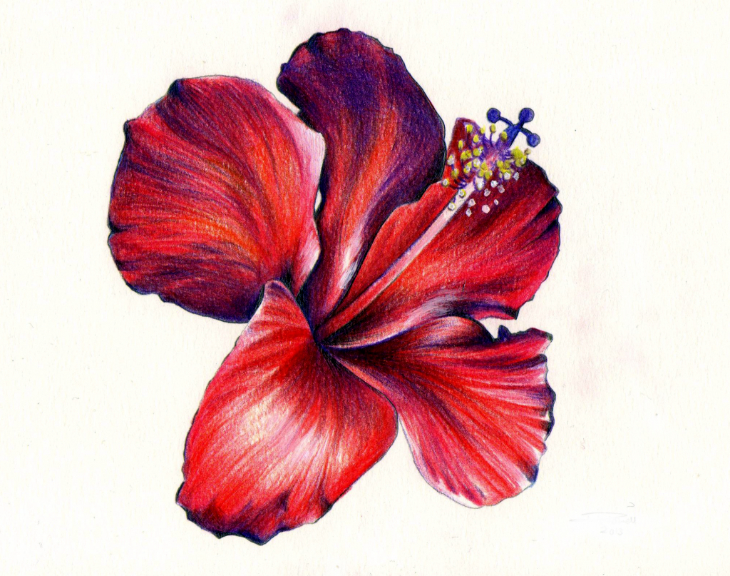 Color Pencil Drawing Flowers - Drawing Art Library