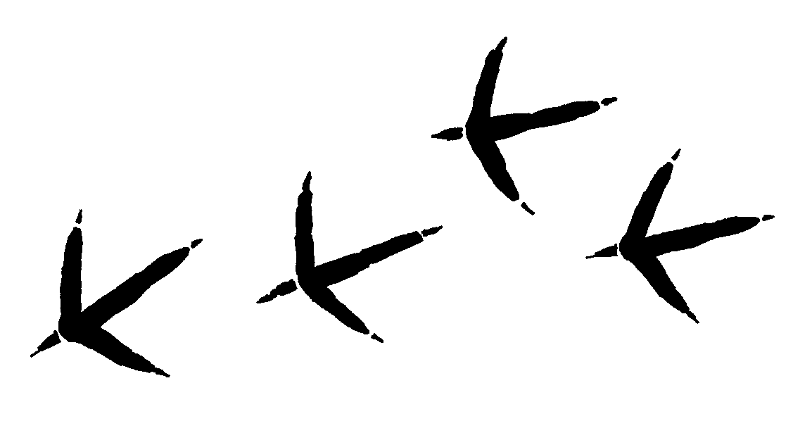 Turkey tracks clipart