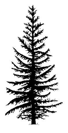 Pine Tree Silhouette | Tree Tattoos ...