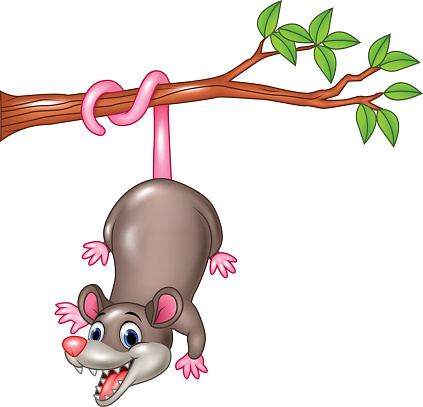 Opossum Clip Art, Vector Images & Illustrations