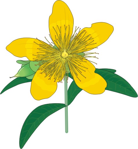 Cartoon Flowers | Page 6