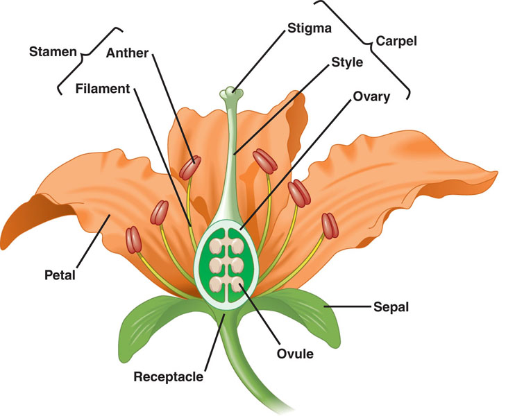 female reproductive system unlabeled diagram Archives - Human ...