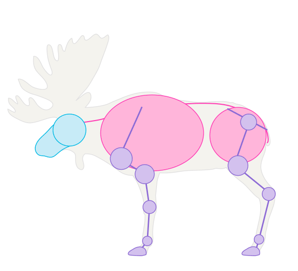 How to Draw Animals: Deer - Species and Anatomy
