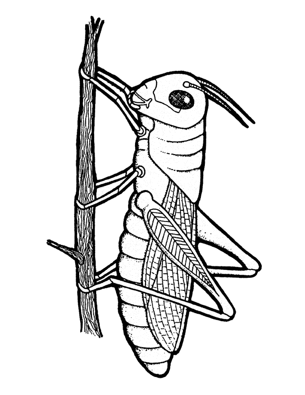 Bug Outline - AZ Coloring Pages