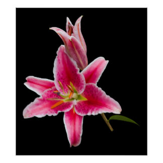 Stargazer Lily Posters | Zazzle