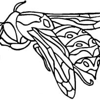 Download For Free Wasp Coloring Pages - Animal - bee.insects.wasp ...