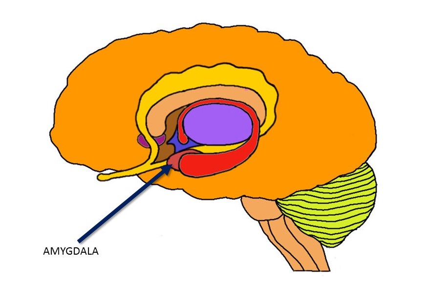 Know your brain: Amygdala — Neuroscientifically Challenged