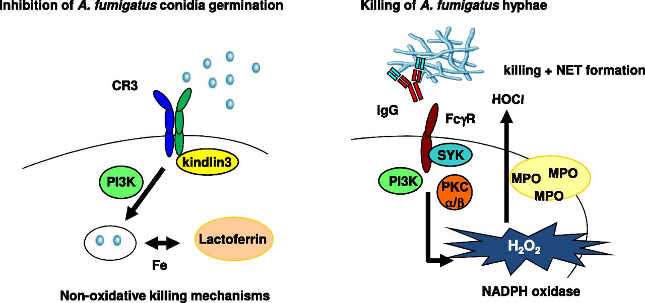 Human Neutrophils Use Different Mechanisms To Kill Aspergillus ...