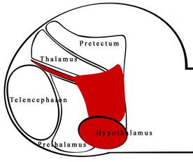 AmigosHumanBodySystems10 - Endocrine System 6b