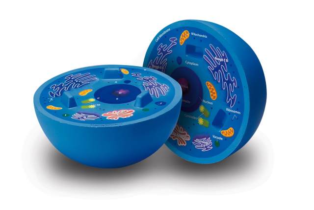 Animal Cell Cross-Section Model (008164) Details - Rainbow ...
