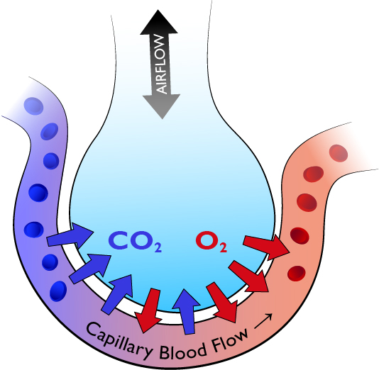 The Respiratory by William Adams on Prezi