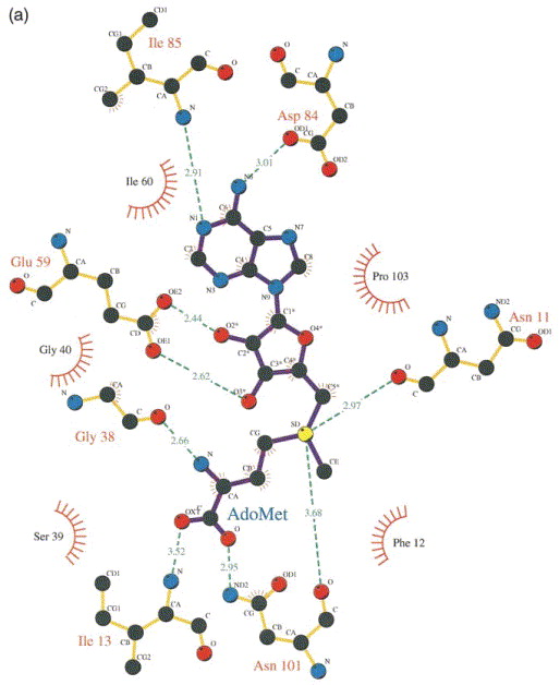 The 2.2 Å structure of the rRNA methyltransferase ErmC? and its ...