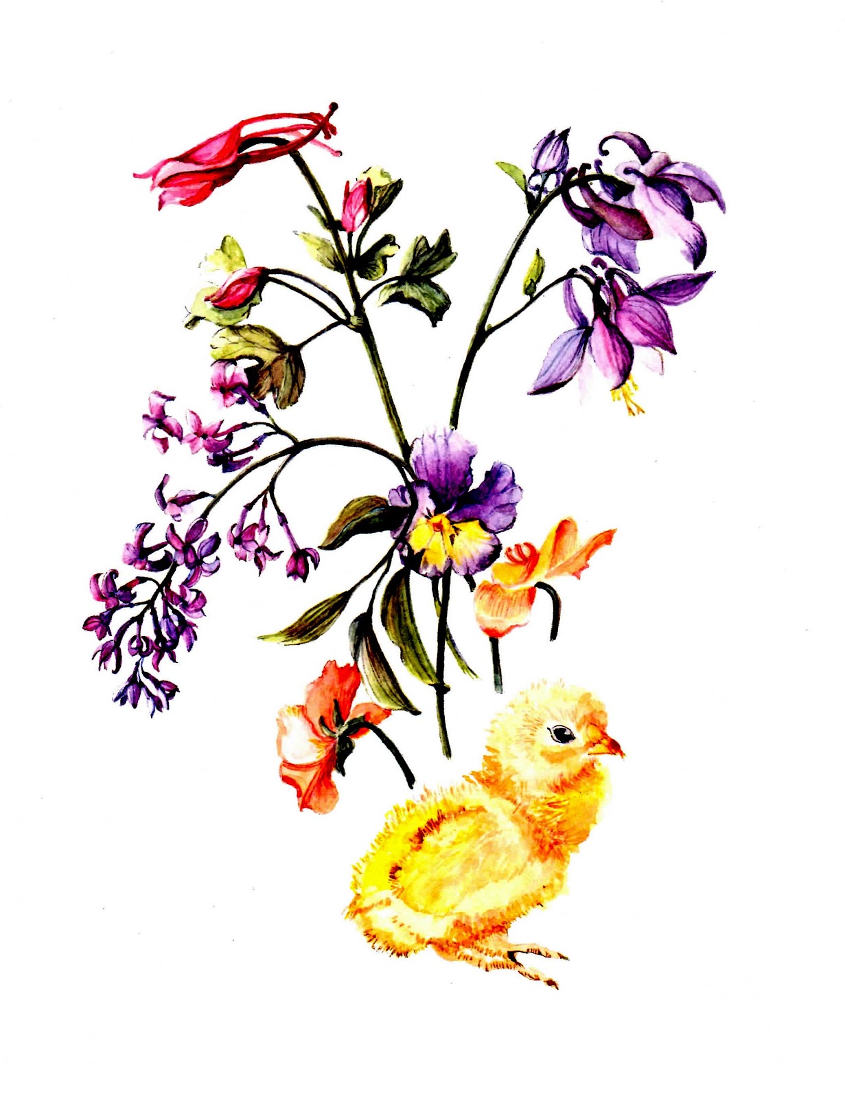 Rocky Mountain Society of Botanical Artists: March 2013