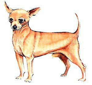 Chihuahua Clipart
