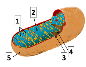 mitopic.png