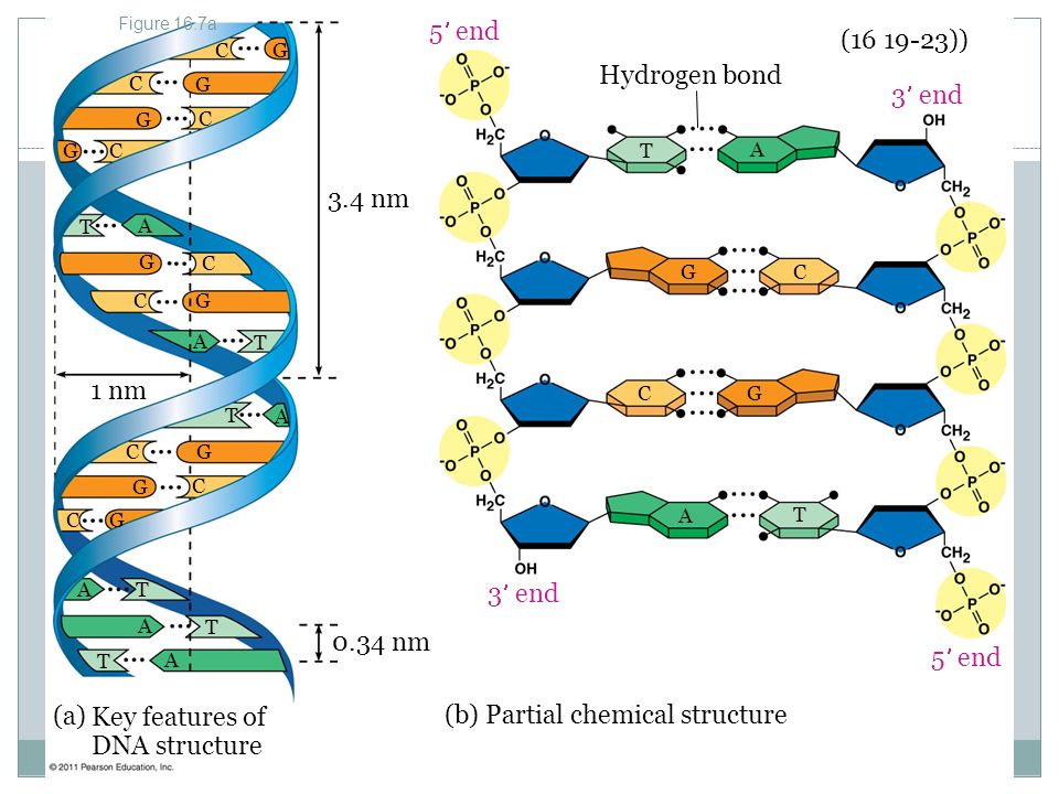 Key Concepts Review DNA is the genetic material Many proteins work ...