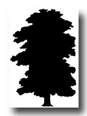 Oak Tree Silhouette Clip Art