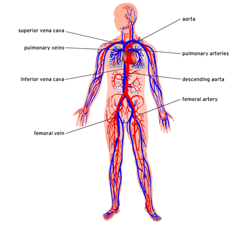 Diagram Of The Circulatory System For Kids - AoF.com