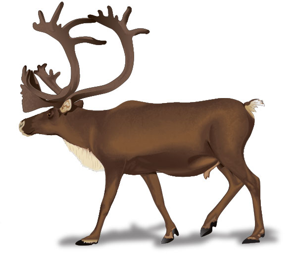 Caribou Drawings - ClipArt - Free Clipart Images
