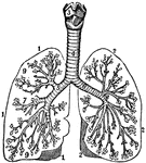 Human Lower Respiratory System | ClipArt ETC