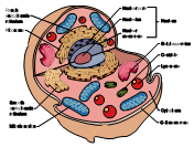 Diagram of an animal cell grade 7 level