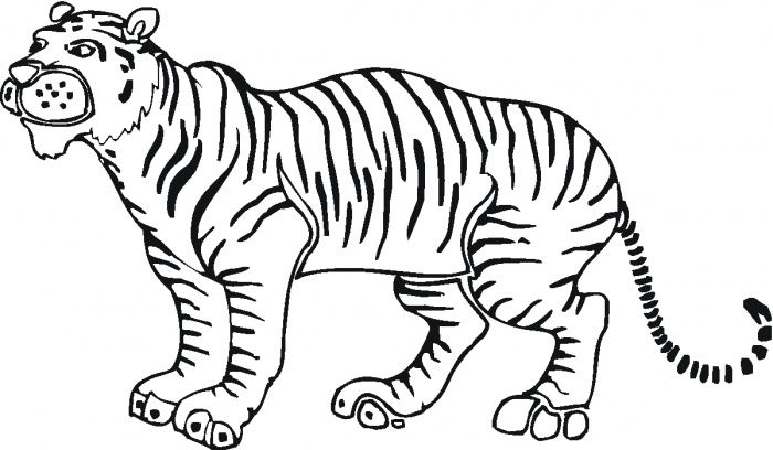 Tiger Outline - AZ Coloring Pages