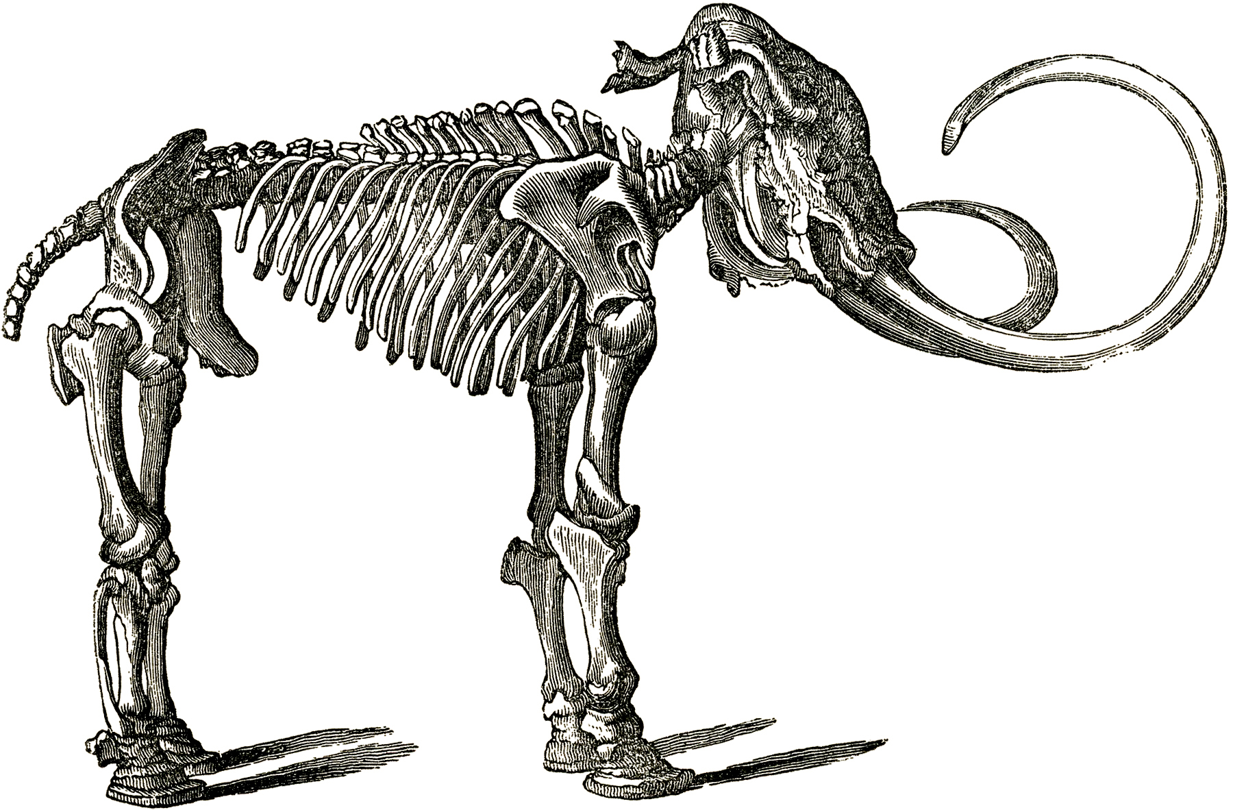 Dinosaur Graphics | Free Download Clip Art | Free Clip Art | on ...