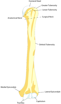 Deltoid tuberosity - Wikipedia