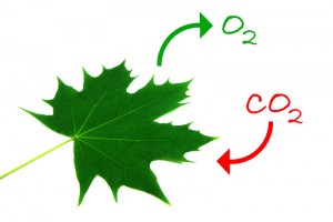 Photosynthesis for Kids