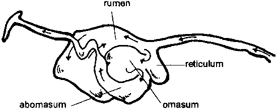 Basic Husbandry Practices and Veterinary Care (IIRR): Nutrition