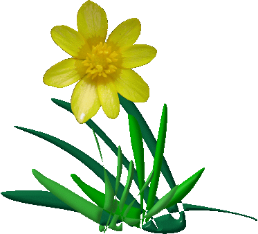 Animated Flower Graphics