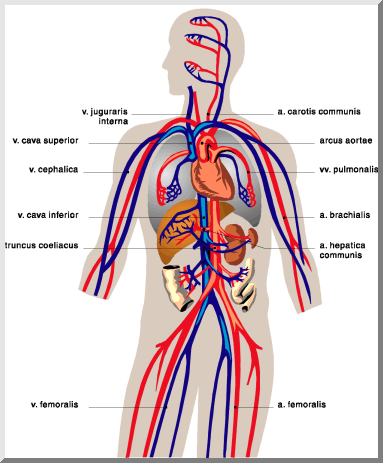 Cardiovascular coloring pages