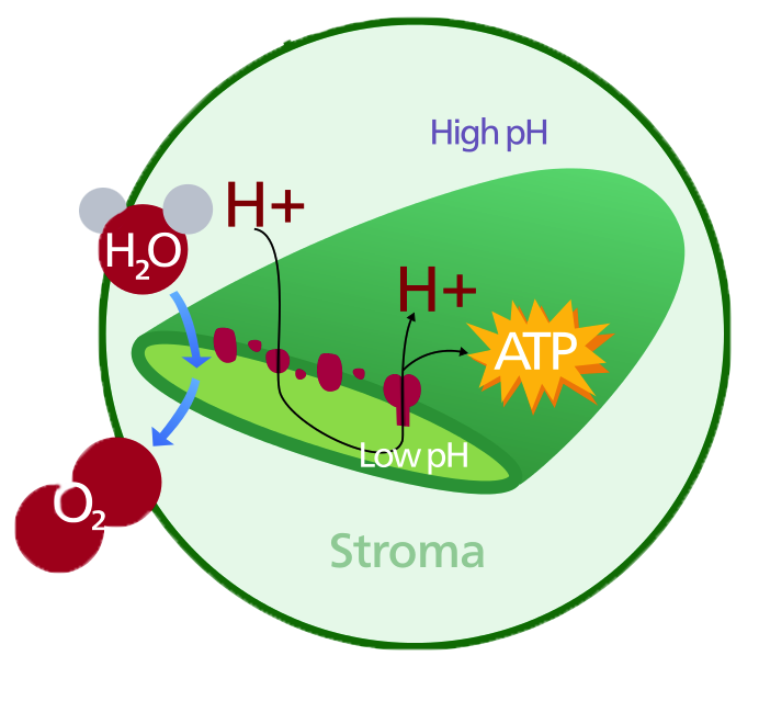 About the MCAT | MCAT Biology | Organelles