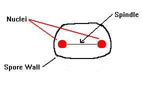 Stage 1