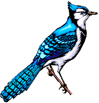 Blue Jay