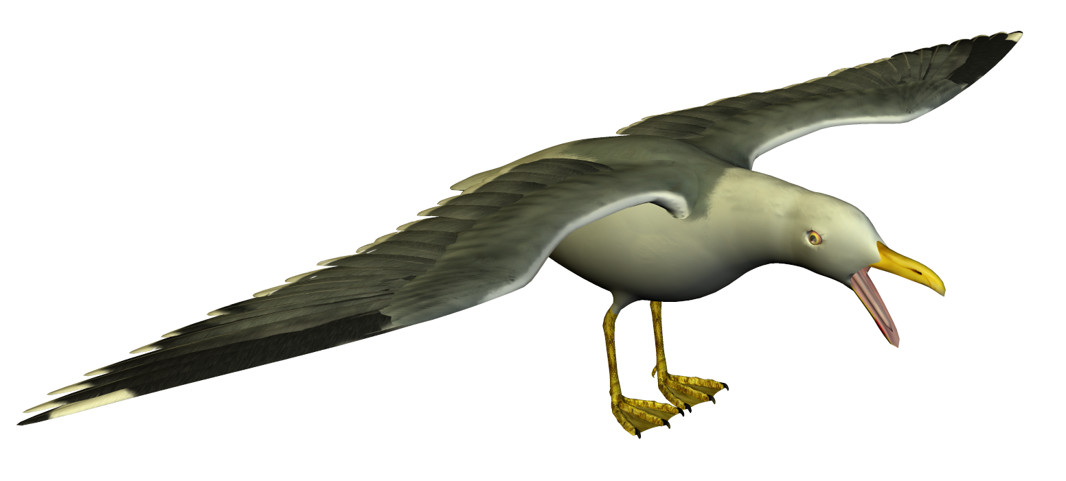 Seagull Clip Art - Tumundografico