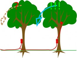 Found some Free vector relate (photograph and slogan on tree ...