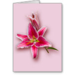 White Stargazer Lily Card from Zazzle.