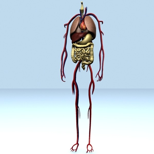 Internal Organ Map - ClipArt Best