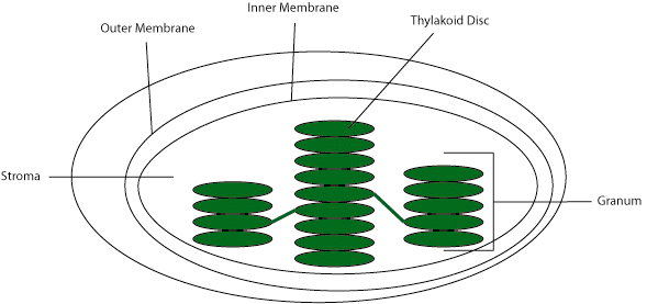 Chloroplasts Diagram - ClipArt Best
