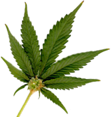 Marijuana Leaf Png - Free Clip Art Images - FreeClipart.pw