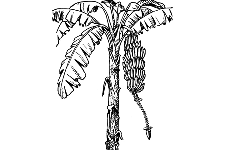 Banana Tree Drawing | Free Download Clip Art | Free Clip Art | on ...