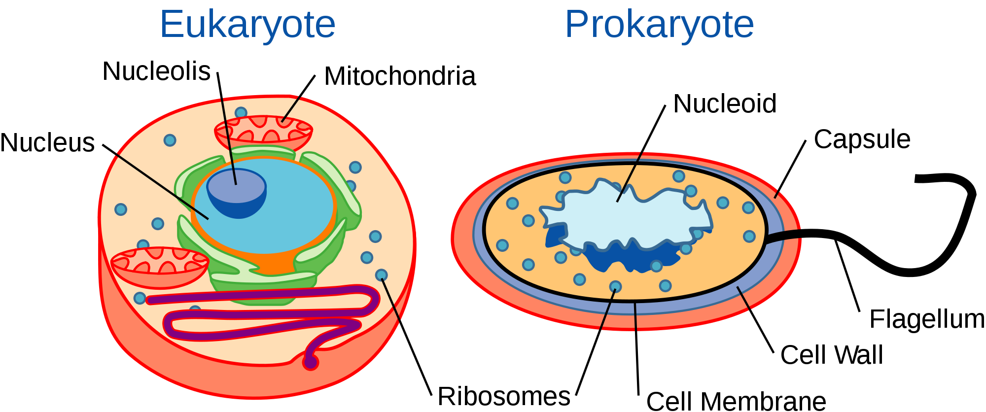 Fact Sheet: rRNA in Evolutionary Studies and Environmental ...