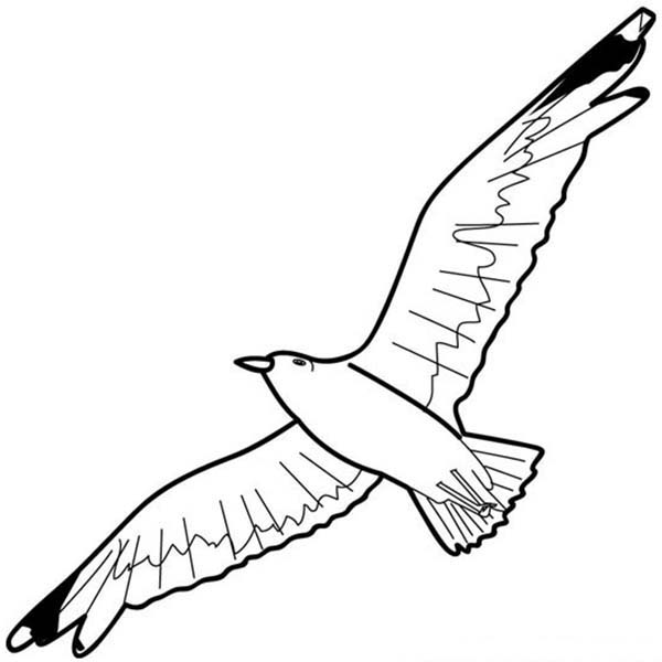 Seagull Floating in the Sky Coloring Page - NetArt