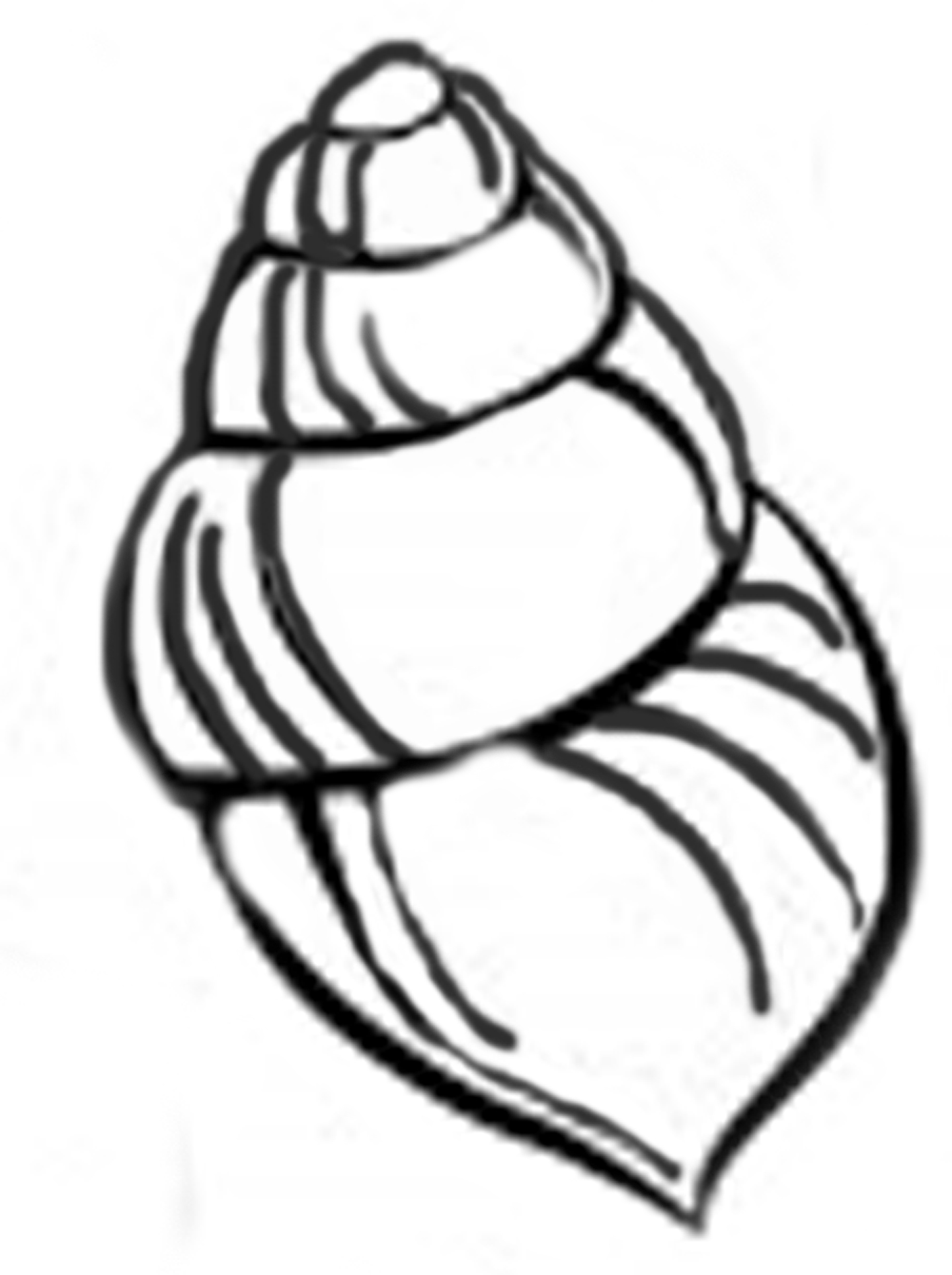 Sea Shell Drawings - ClipArt Best